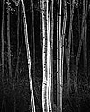 Ansel Adams